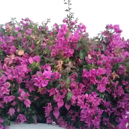 Casa Cereja 'adults Only' 住宿加早餐酒店 *