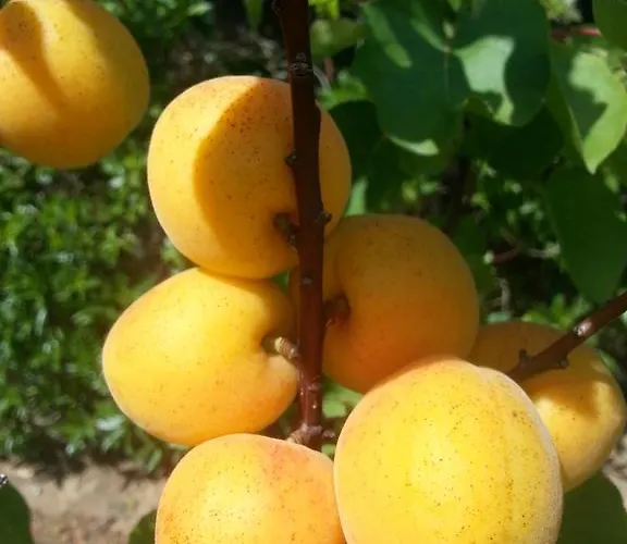 Casa Cereja 'adults Only' *