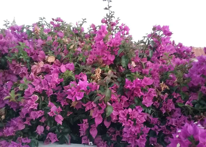 Casa Cereja 'adults Only' Nocleg ze śniadaniem *